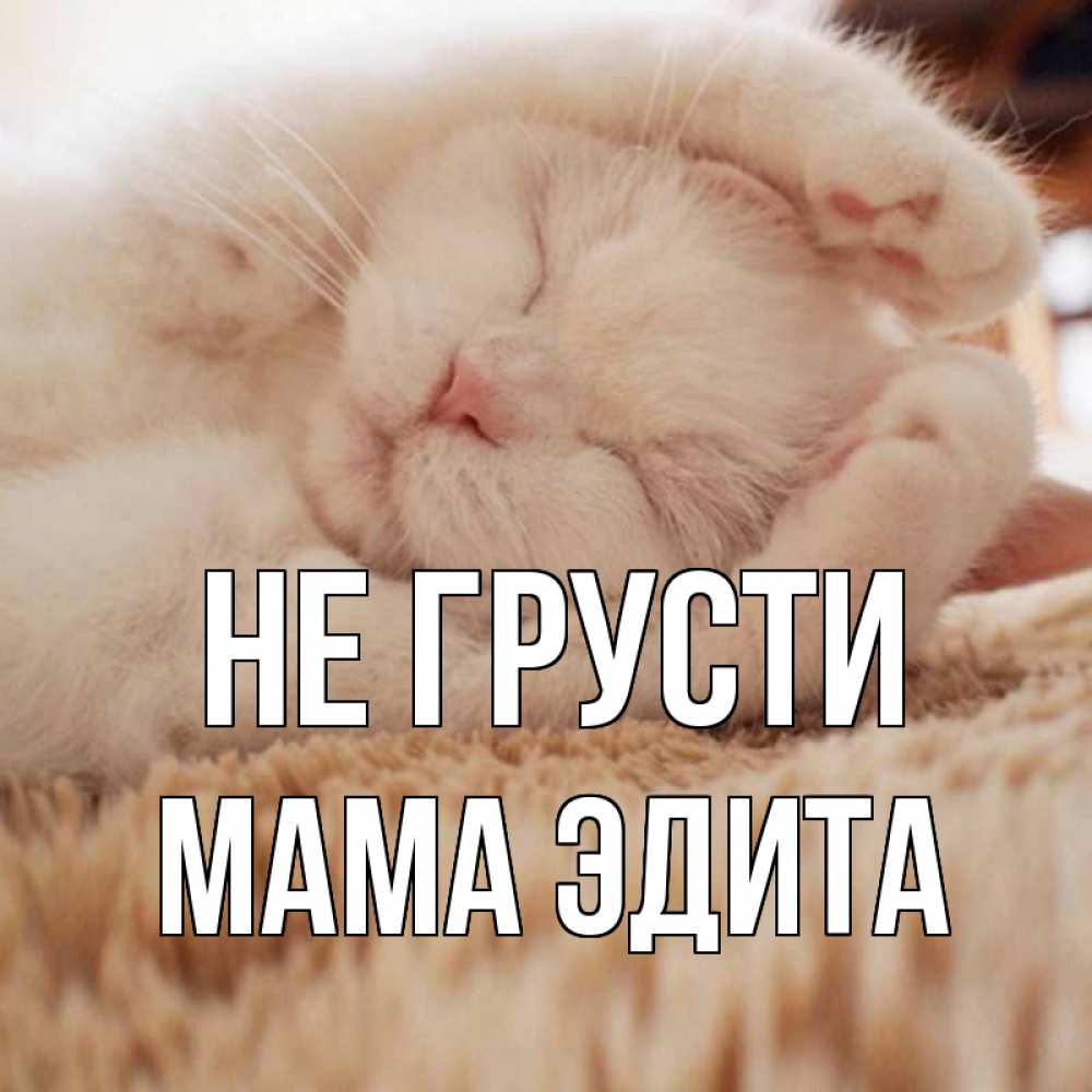 Открытка на каждый день с именем, Мама-Эдита Не грусти белый кот Прикольная открытка с пожеланием онлайн скачать бесплатно 