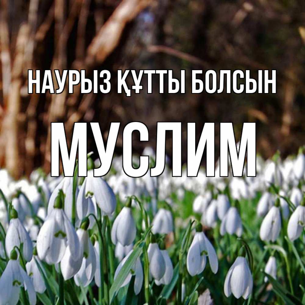 Открытка на каждый день с именем, Муслим Наурыз құтты болсын с подснежниками 1 Прикольная открытка с пожеланием онлайн скачать бесплатно 