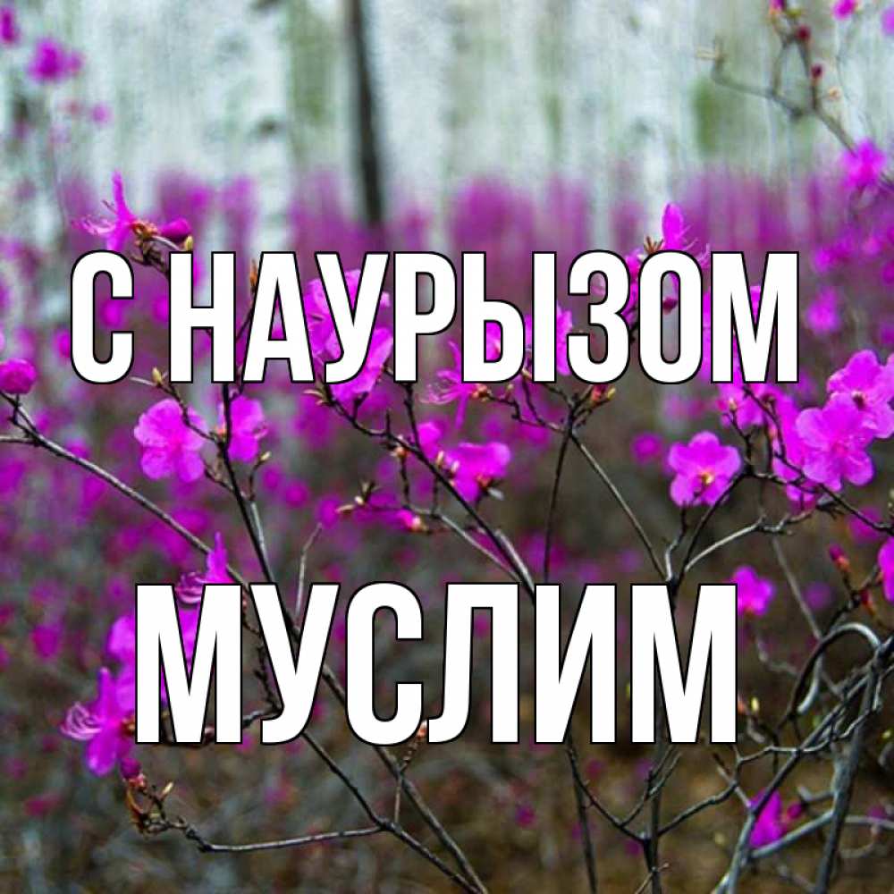 Открытка на каждый день с именем, Муслим С наурызом дикие цветы Прикольная открытка с пожеланием онлайн скачать бесплатно 