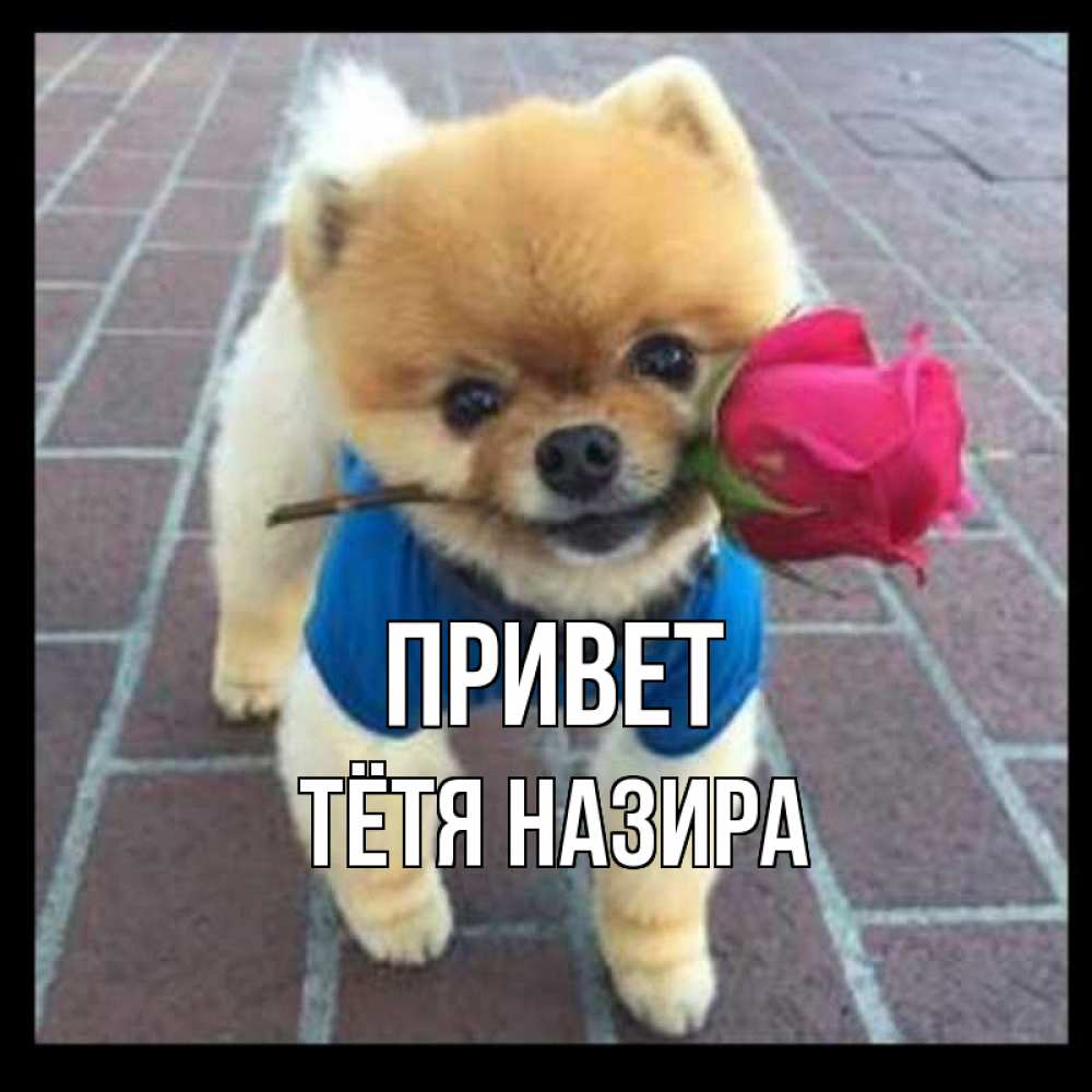 Открытка на каждый день с именем, Тётя-Назира Привет роза в зубах у собаки Прикольная открытка с пожеланием онлайн скачать бесплатно 
