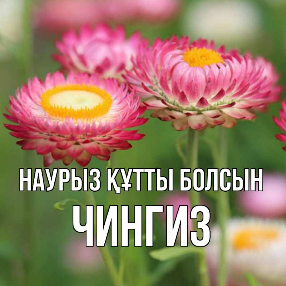 Открытка на каждый день с именем, Чингиз Наурыз құтты болсын подарок на международный женский день Прикольная открытка с пожеланием онлайн скачать бесплатно 
