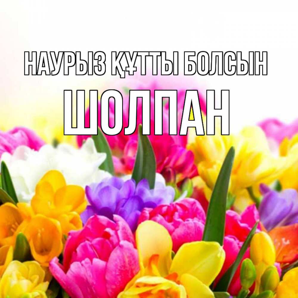 Открытка на каждый день с именем, Шолпан Наурыз құтты болсын тюльпаны Прикольная открытка с пожеланием онлайн скачать бесплатно 