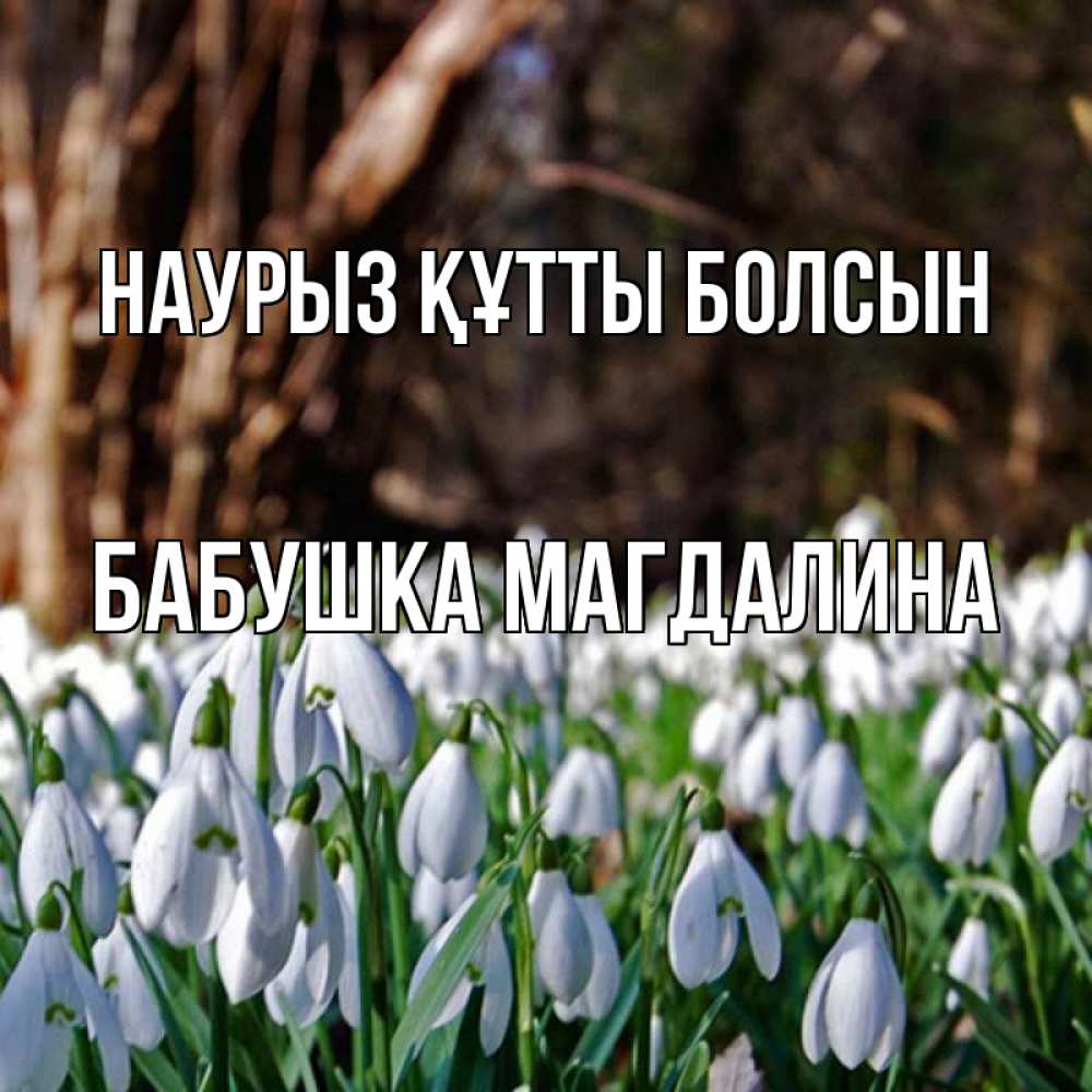 Открытка на каждый день с именем, Бабушка-Магдалина Наурыз құтты болсын с подснежниками 1 Прикольная открытка с пожеланием онлайн скачать бесплатно 