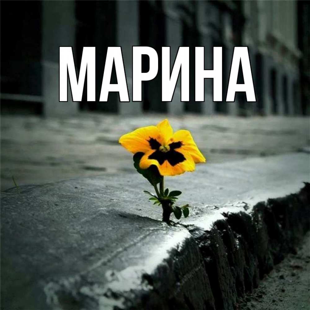 Открытка на каждый день с именем, Марина Главная не сдавайся Прикольная открытка с пожеланием онлайн скачать бесплатно 