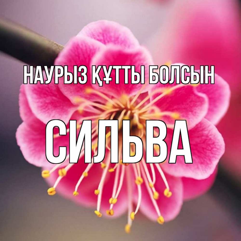 Открытка на каждый день с именем, Сильва Наурыз құтты болсын цветы Прикольная открытка с пожеланием онлайн скачать бесплатно 