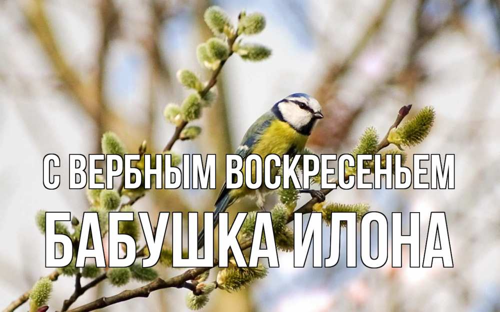 Открытка на каждый день с именем, Бабушка-Илона С вербным воскресеньем верба Прикольная открытка с пожеланием онлайн скачать бесплатно 