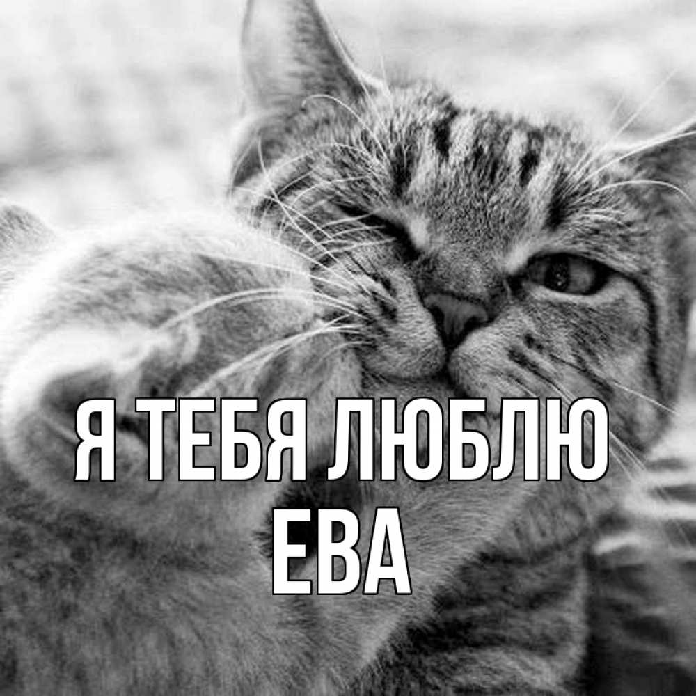 Открытка на каждый день с именем, Ева Я тебя люблю коты Прикольная открытка с пожеланием онлайн скачать бесплатно 