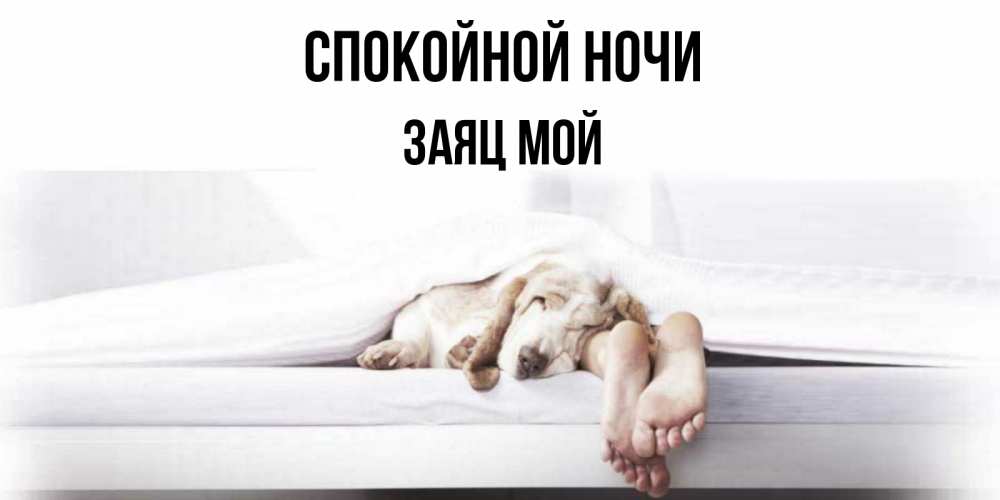 Открытка на каждый день с именем, Заяц-мой Спокойной ночи кровать с собакой пожелание сладких снов и спокойной ночи Прикольная открытка с пожеланием онлайн скачать бесплатно 