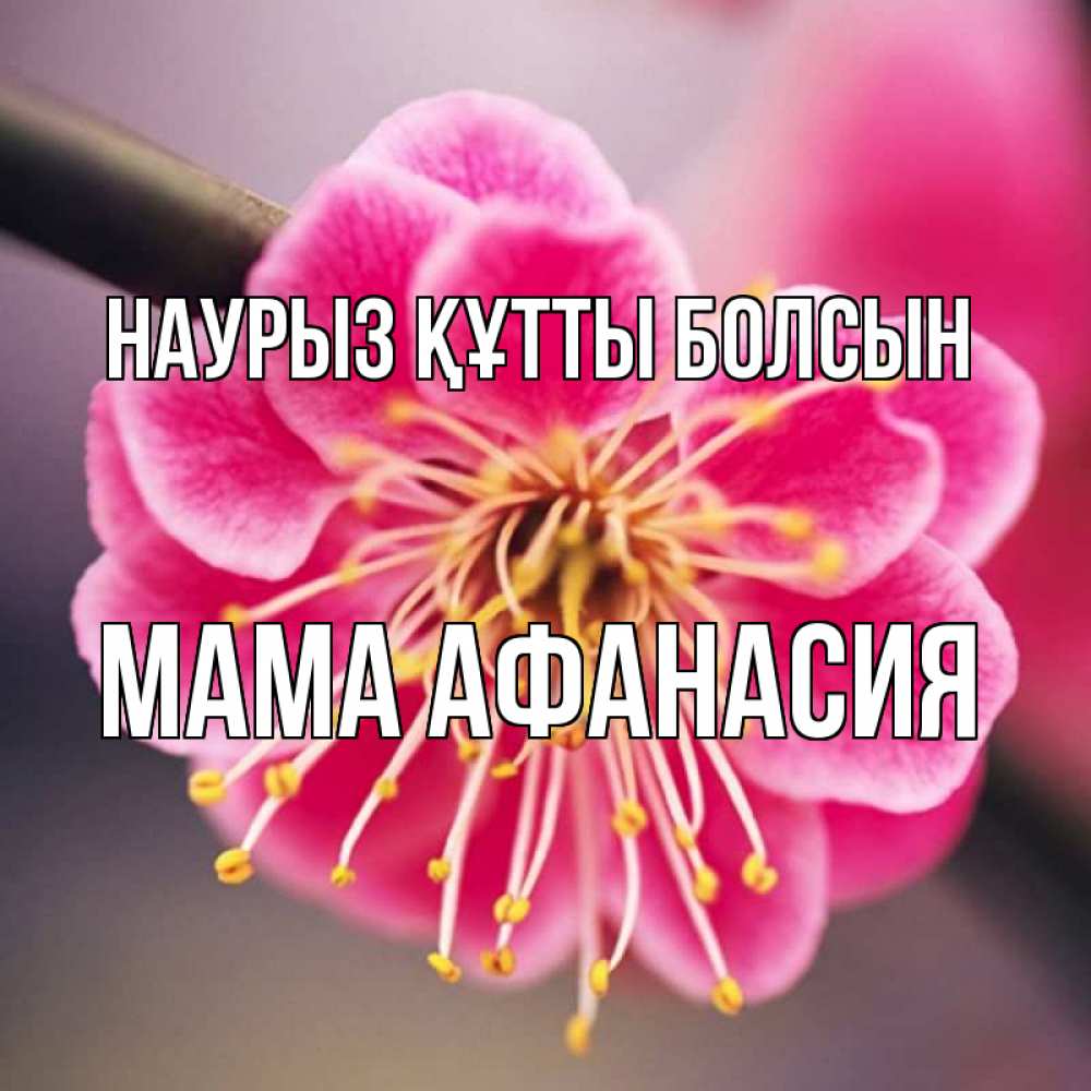 Открытка на каждый день с именем, Мама-Афанасия Наурыз құтты болсын цветы Прикольная открытка с пожеланием онлайн скачать бесплатно 