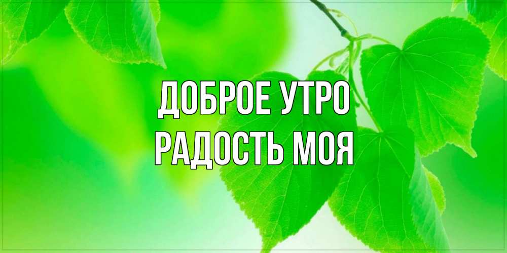 Открытка на каждый день с именем, РАДОСТЬ-МОЯ Доброе утро доброе утро с березовыми листьями Прикольная открытка с пожеланием онлайн скачать бесплатно 