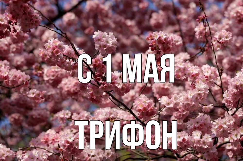 Открытка на каждый день с именем, Трифон С 1 мая С 1 мая Прикольная открытка с пожеланием онлайн скачать бесплатно 