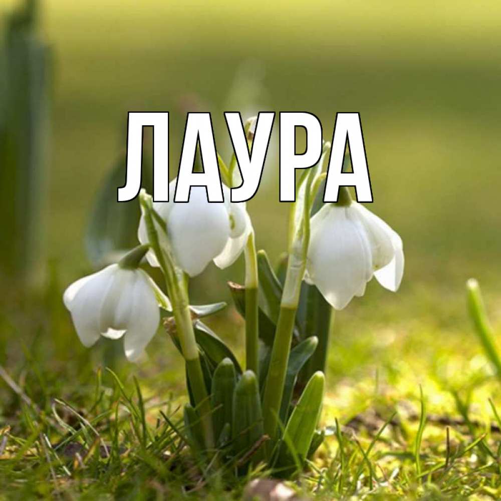 Открытка на каждый день с именем, Лаура Главная ранние цветы 2 Прикольная открытка с пожеланием онлайн скачать бесплатно 