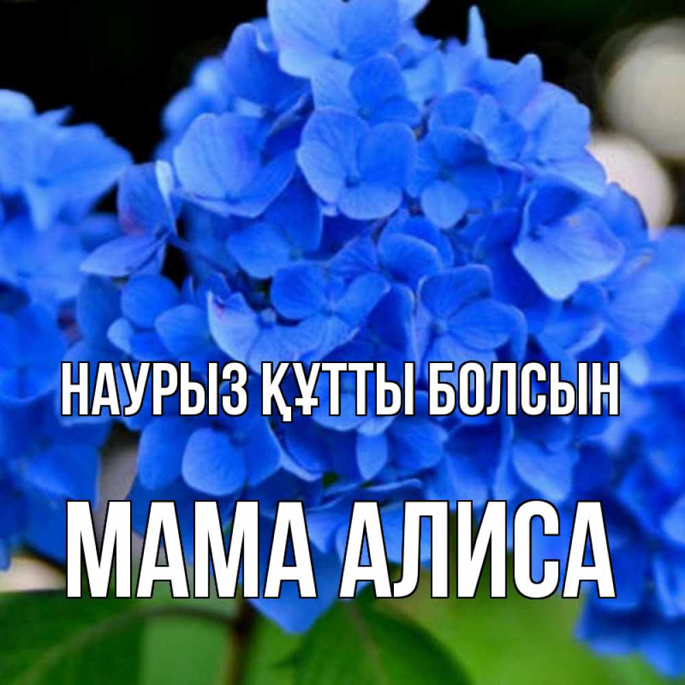 Открытка на каждый день с именем, Мама-Алиса Наурыз құтты болсын синие цветы Прикольная открытка с пожеланием онлайн скачать бесплатно 