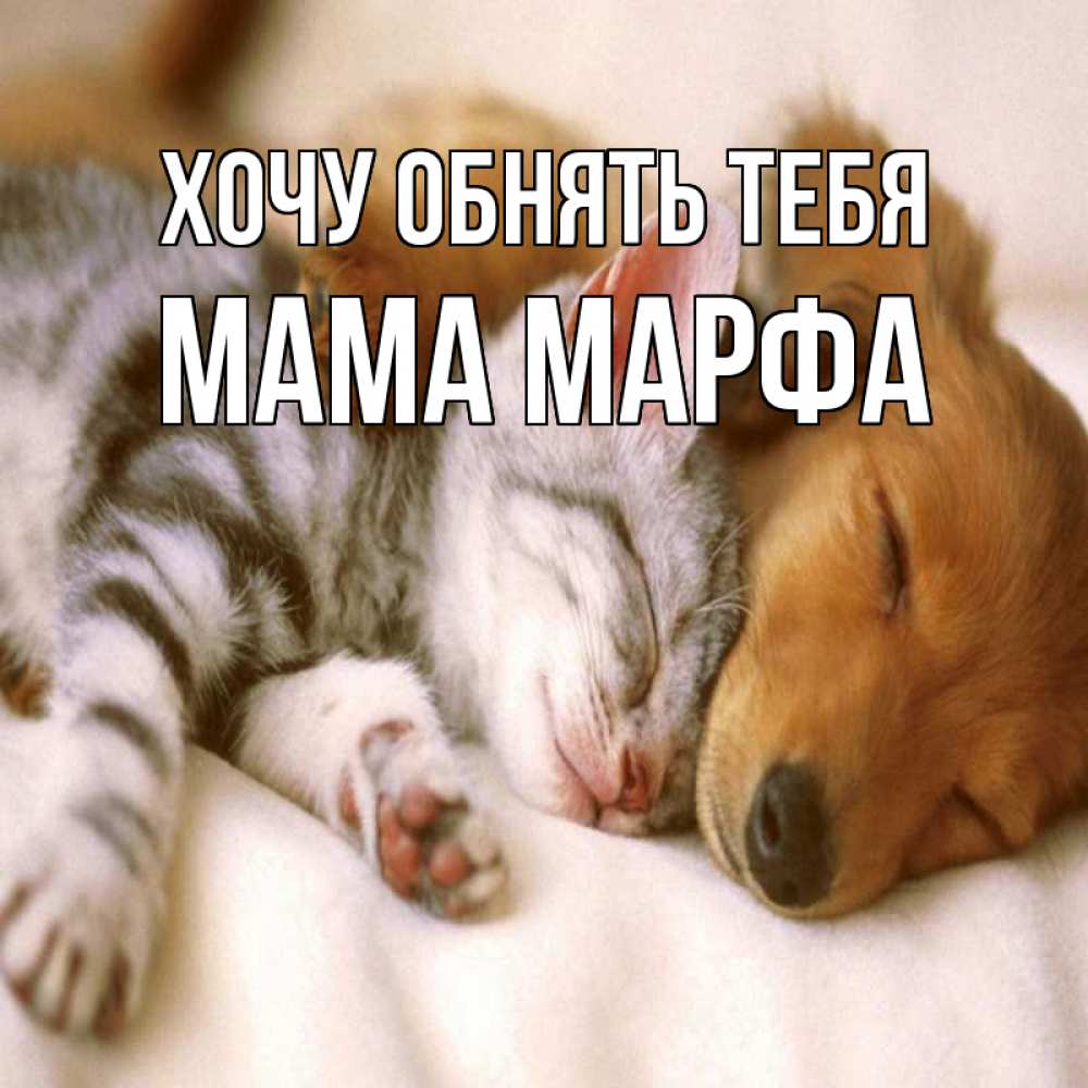 Открытка на каждый день с именем, Мама-Марфа Хочу обнять тебя пес и котенок Прикольная открытка с пожеланием онлайн скачать бесплатно 