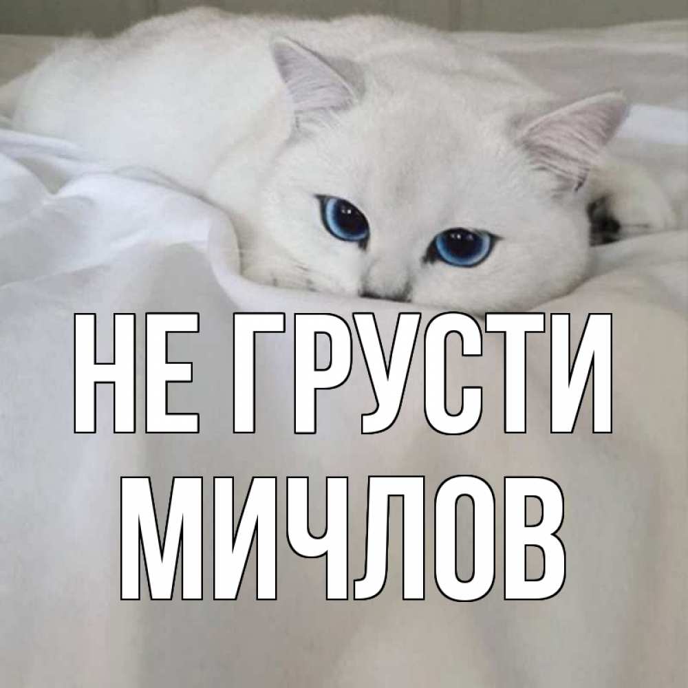 Открытка на каждый день с именем, Мичлов Не грусти белый кот с голубыми глазами на белоснежной кровати Прикольная открытка с пожеланием онлайн скачать бесплатно 