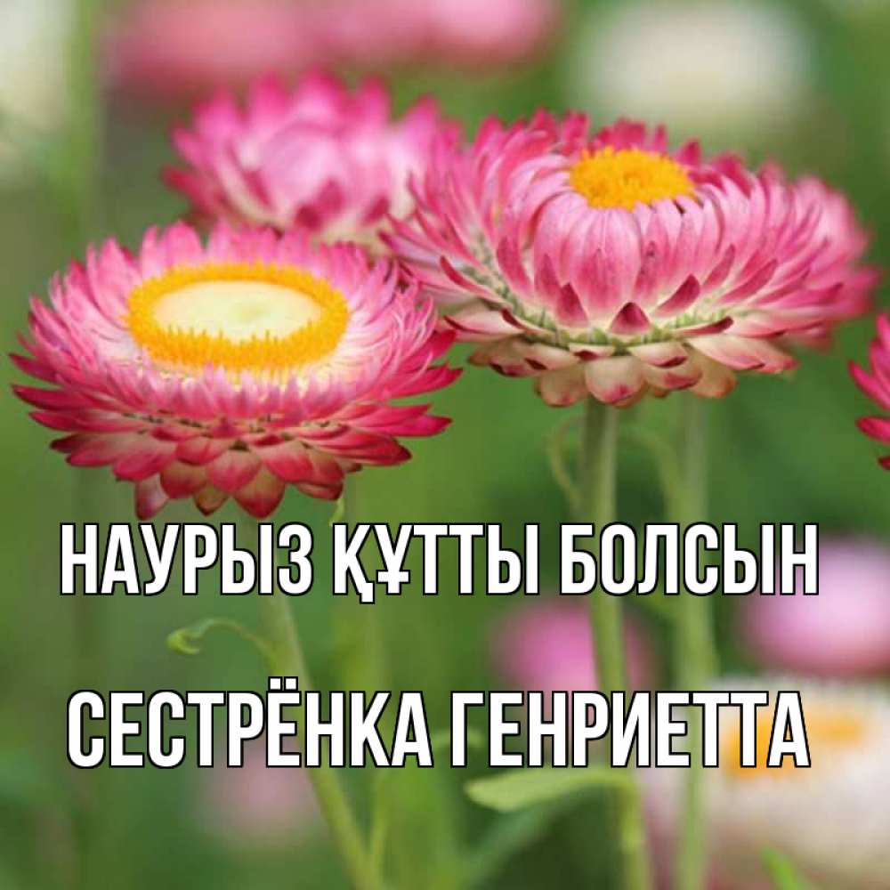 Открытка на каждый день с именем, Сестрёнка-Генриетта Наурыз құтты болсын подарок на международный женский день Прикольная открытка с пожеланием онлайн скачать бесплатно 