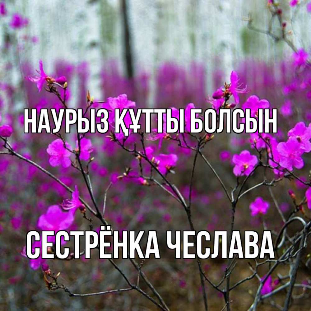 Открытка на каждый день с именем, Сестрёнка-Чеслава Наурыз құтты болсын дикие цветы Прикольная открытка с пожеланием онлайн скачать бесплатно 