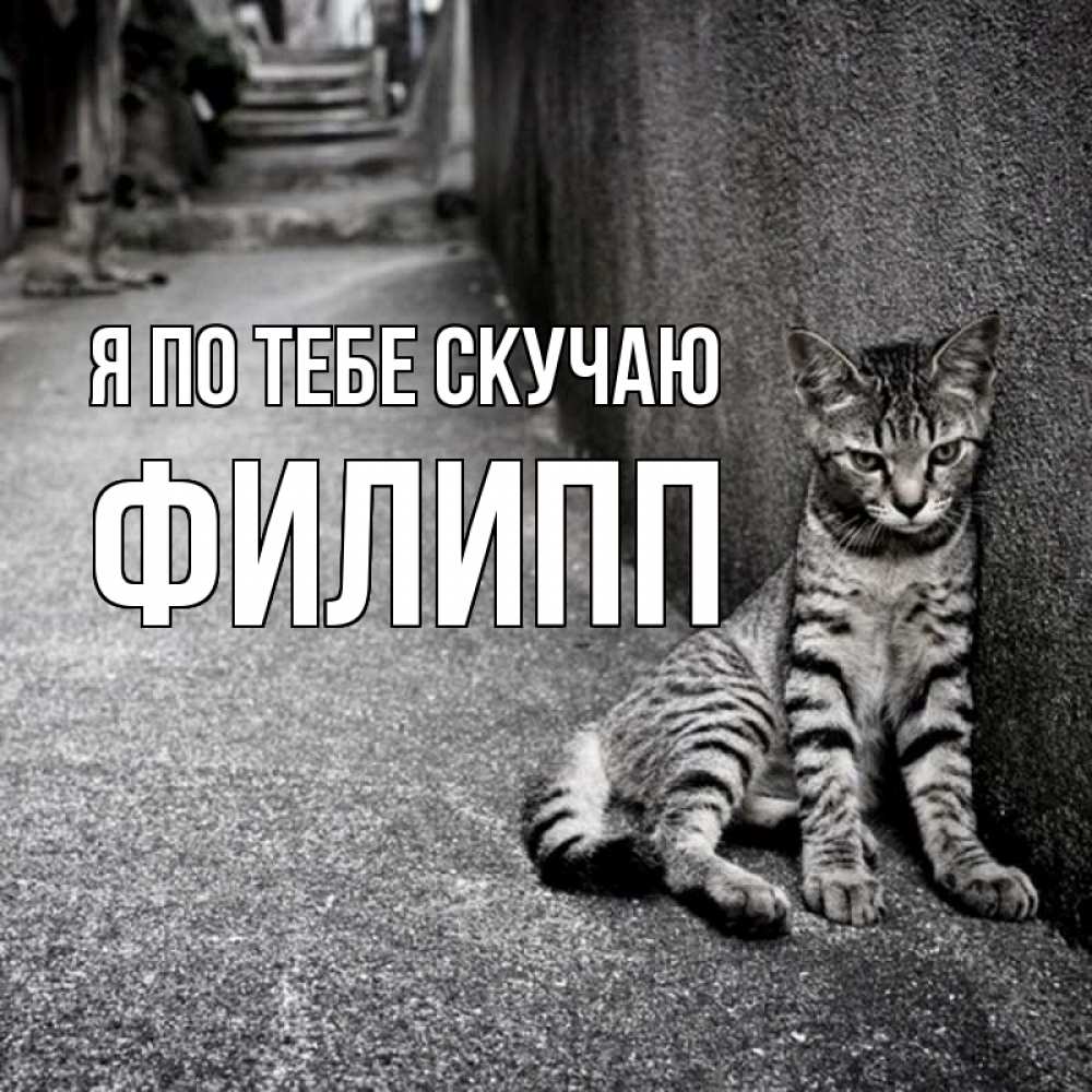 Открытка на каждый день с именем, Филипп Я по тебе скучаю одиноко котику Прикольная открытка с пожеланием онлайн скачать бесплатно 