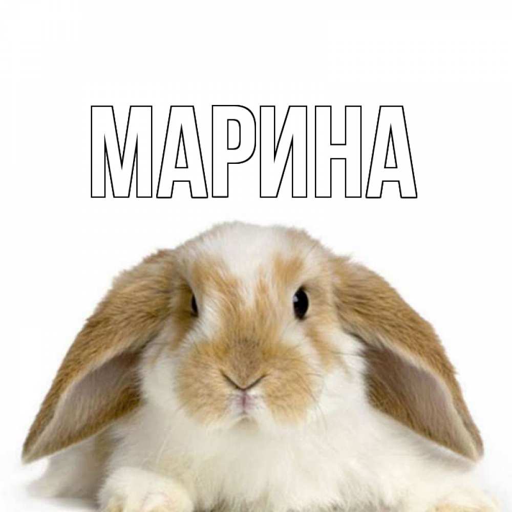 Открытка на каждый день с именем, Марина Главная с животными Прикольная открытка с пожеланием онлайн скачать бесплатно 