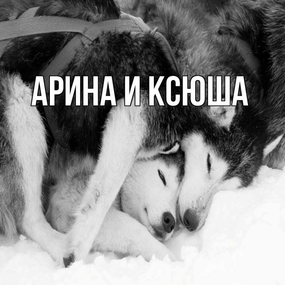 Открытка на каждый день с именем, Арина-и-Ксюша Главная собачки в упряжке Прикольная открытка с пожеланием онлайн скачать бесплатно 