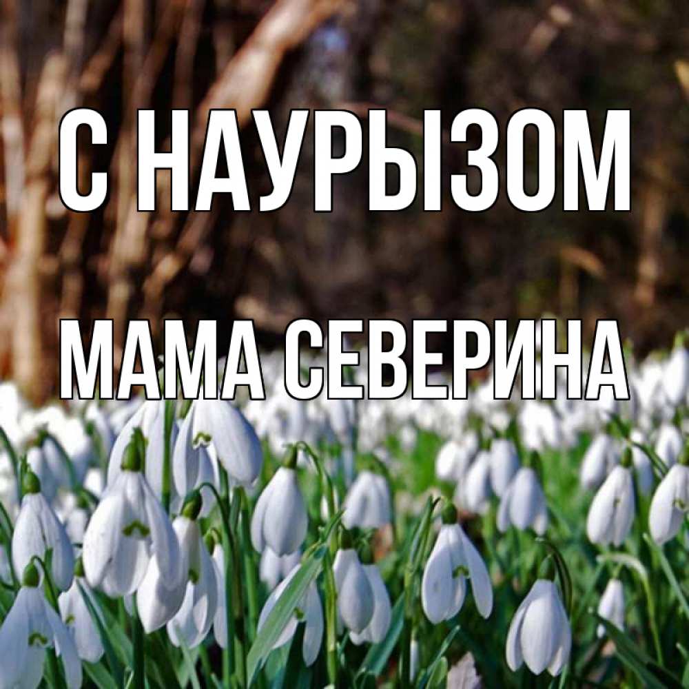 Открытка на каждый день с именем, Мама-Северина С наурызом с подснежниками 1 Прикольная открытка с пожеланием онлайн скачать бесплатно 