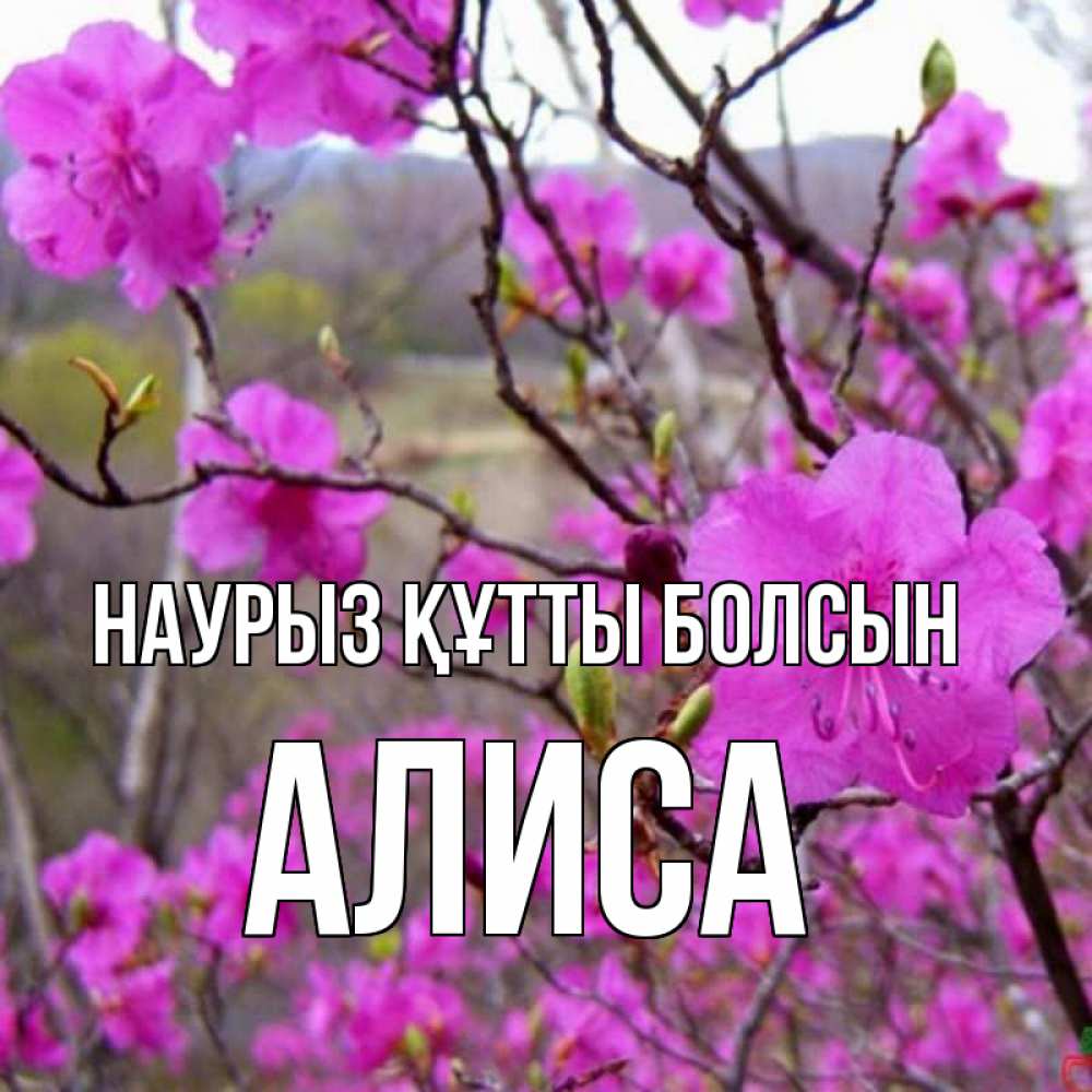 Открытка на каждый день с именем, Алиса Наурыз құтты болсын наурыз мейрамы кутты болсын Прикольная открытка с пожеланием онлайн скачать бесплатно 