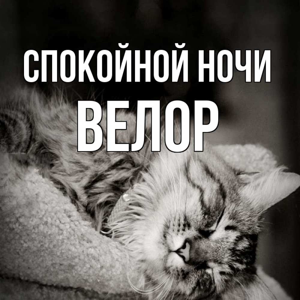 Открытка на каждый день с именем, Велор Спокойной ночи котярик пушистый Прикольная открытка с пожеланием онлайн скачать бесплатно 