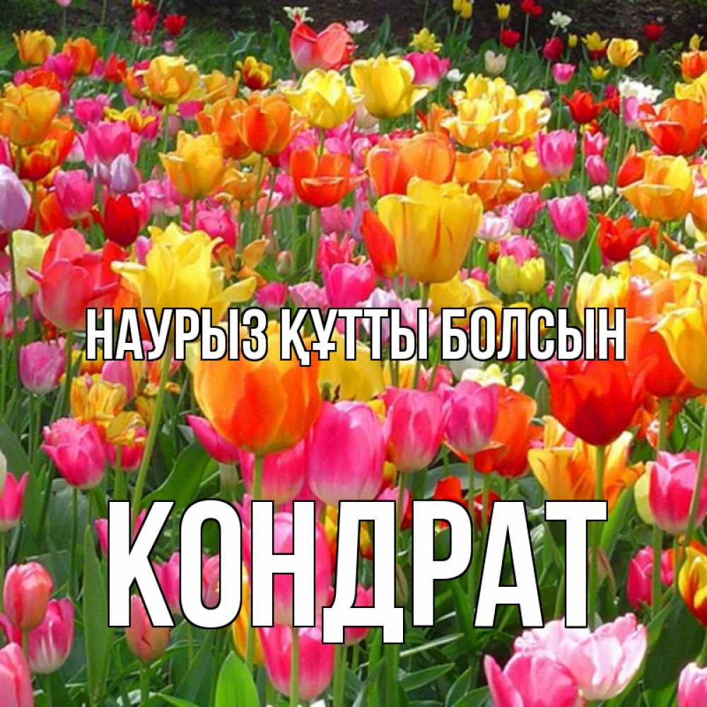 Открытка на каждый день с именем, Кондрат Наурыз құтты болсын на наурыз  ура ура Прикольная открытка с пожеланием онлайн скачать бесплатно 
