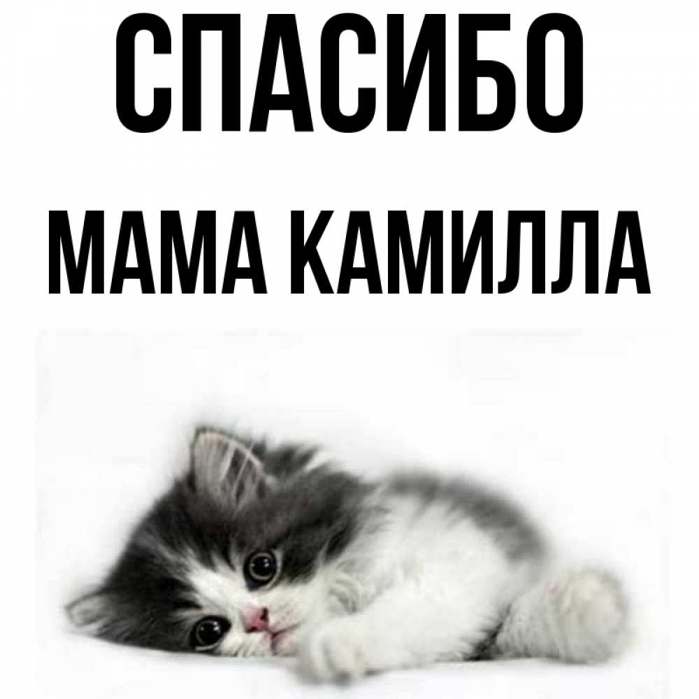 Открытка на каждый день с именем, Мама-Камилла Спасибо черный и белый кот Прикольная открытка с пожеланием онлайн скачать бесплатно 