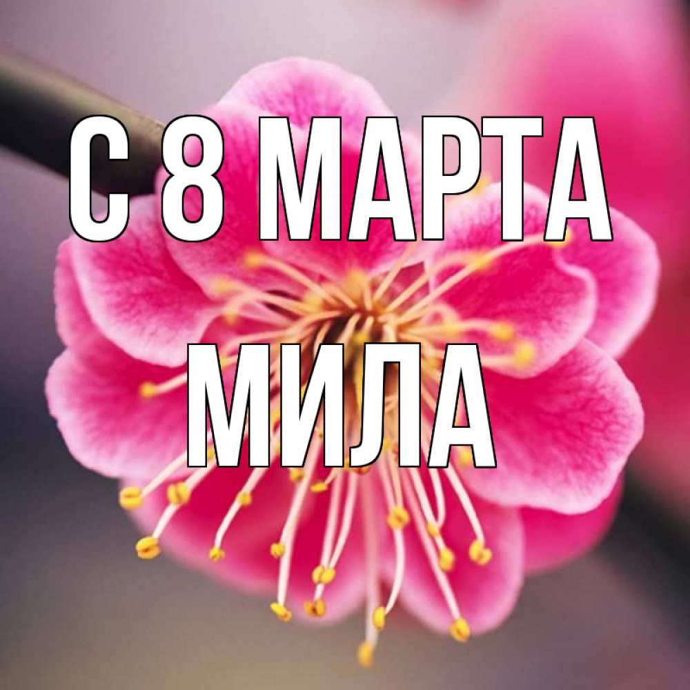 Открытка на каждый день с именем, Мила С 8 МАРТА цветы Прикольная открытка с пожеланием онлайн скачать бесплатно 