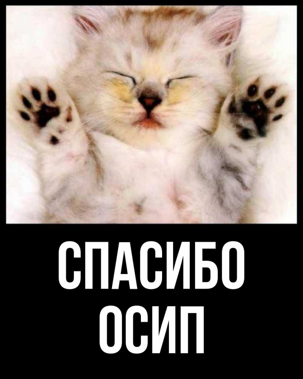 Открытка на каждый день с именем, Осип Спасибо маленький котенок Прикольная открытка с пожеланием онлайн скачать бесплатно 