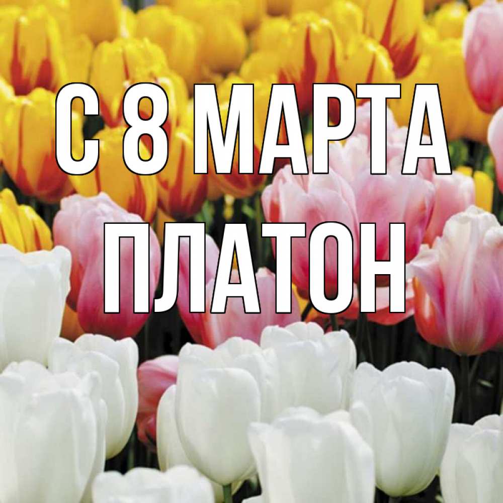 Открытка на каждый день с именем, Платон С 8 МАРТА разноцветные цветы Прикольная открытка с пожеланием онлайн скачать бесплатно 
