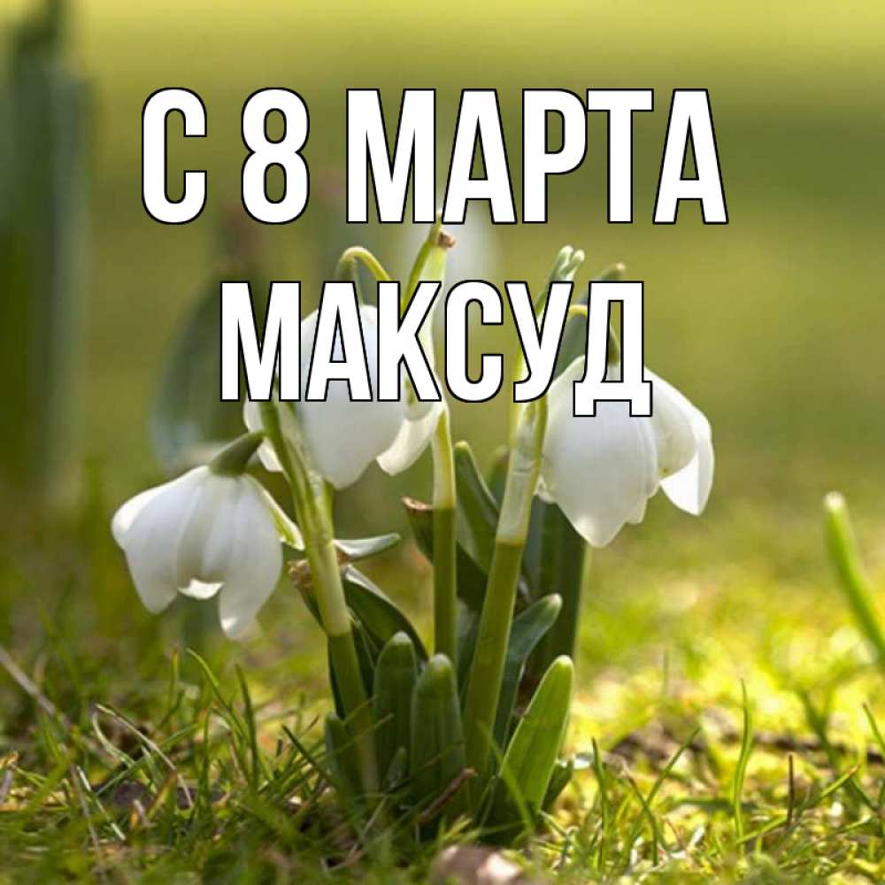 Открытка на каждый день с именем, Максуд С 8 МАРТА ранние цветы 2 Прикольная открытка с пожеланием онлайн скачать бесплатно 