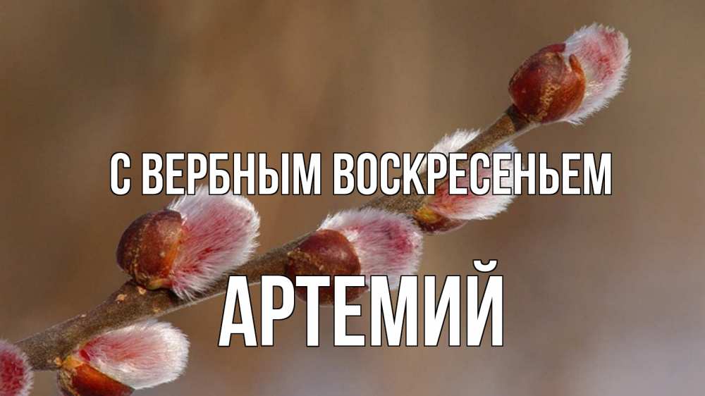 Открытка на каждый день с именем, Артемий С вербным воскресеньем верба Прикольная открытка с пожеланием онлайн скачать бесплатно 