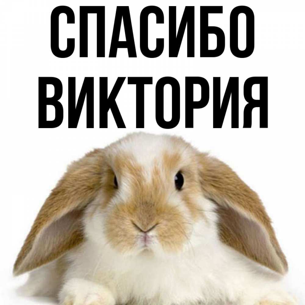 Открытка на каждый день с именем, Виктория Спасибо коричнево белый заяц Прикольная открытка с пожеланием онлайн скачать бесплатно 