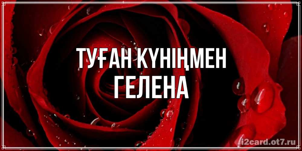 Открытка на каждый день с именем, Гелена Туған күніңмен крупная бордовая роза Прикольная открытка с пожеланием онлайн скачать бесплатно 