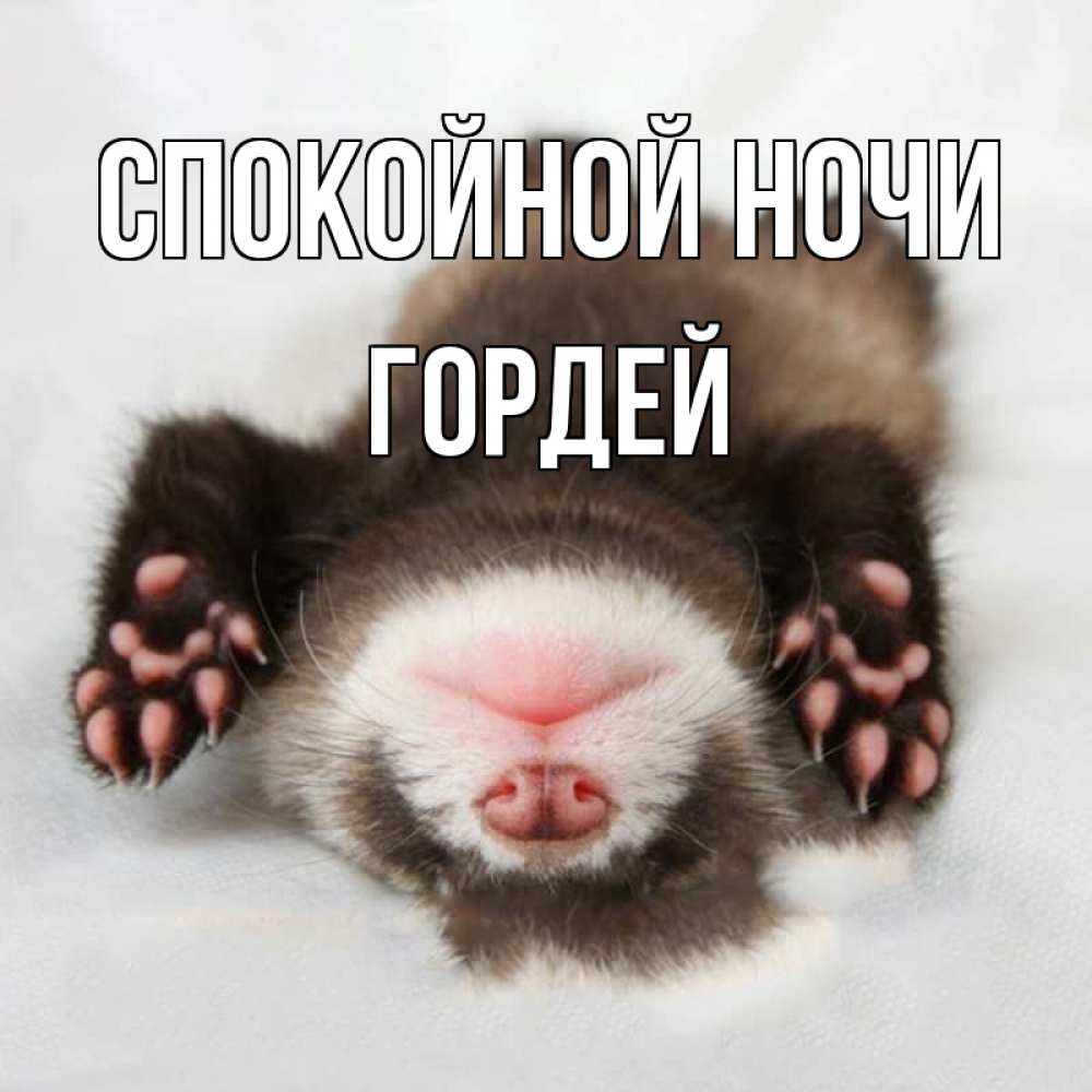 Открытка на каждый день с именем, Гордей Спокойной ночи зверек Прикольная открытка с пожеланием онлайн скачать бесплатно 