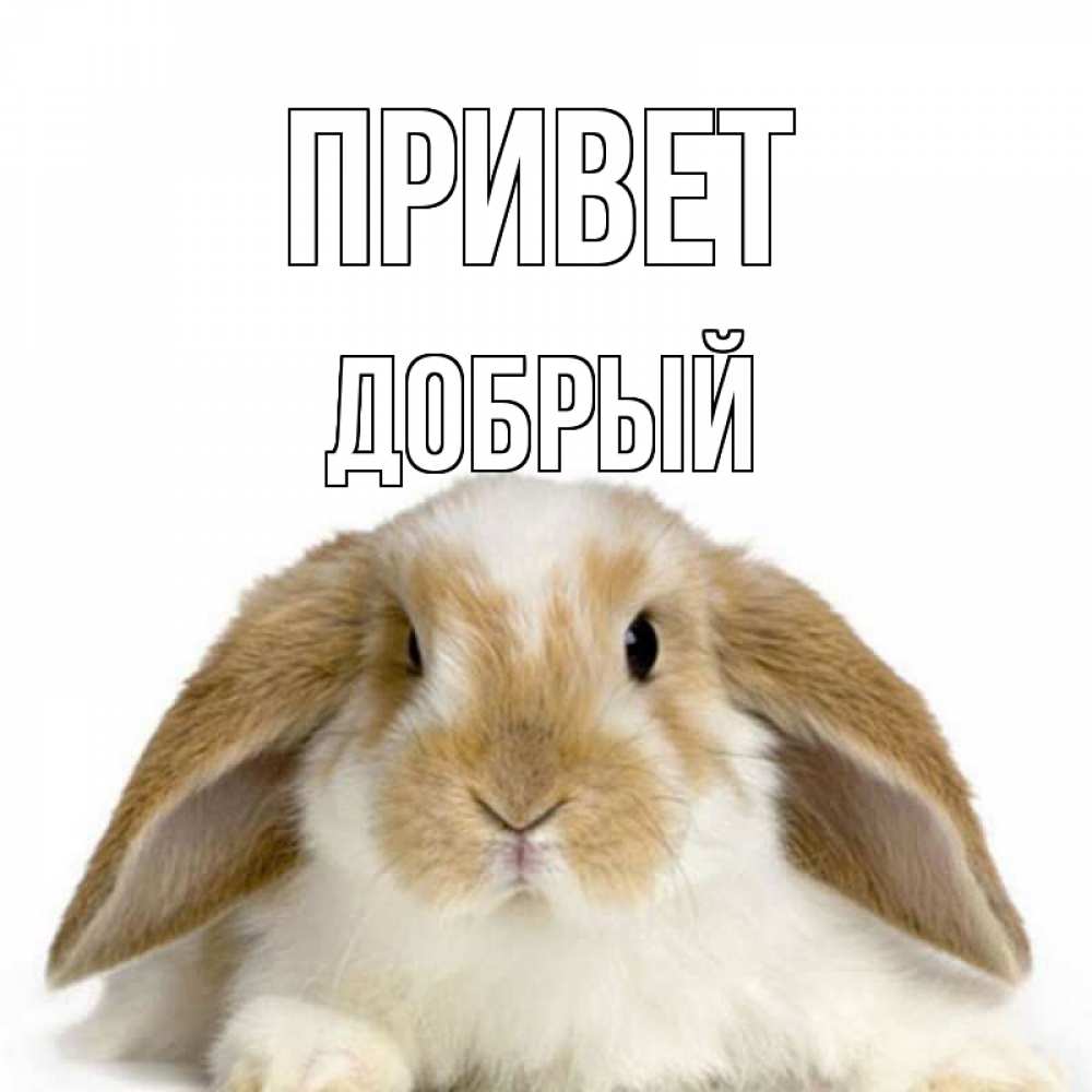 Открытка на каждый день с именем, Добрый Привет с животными Прикольная открытка с пожеланием онлайн скачать бесплатно 