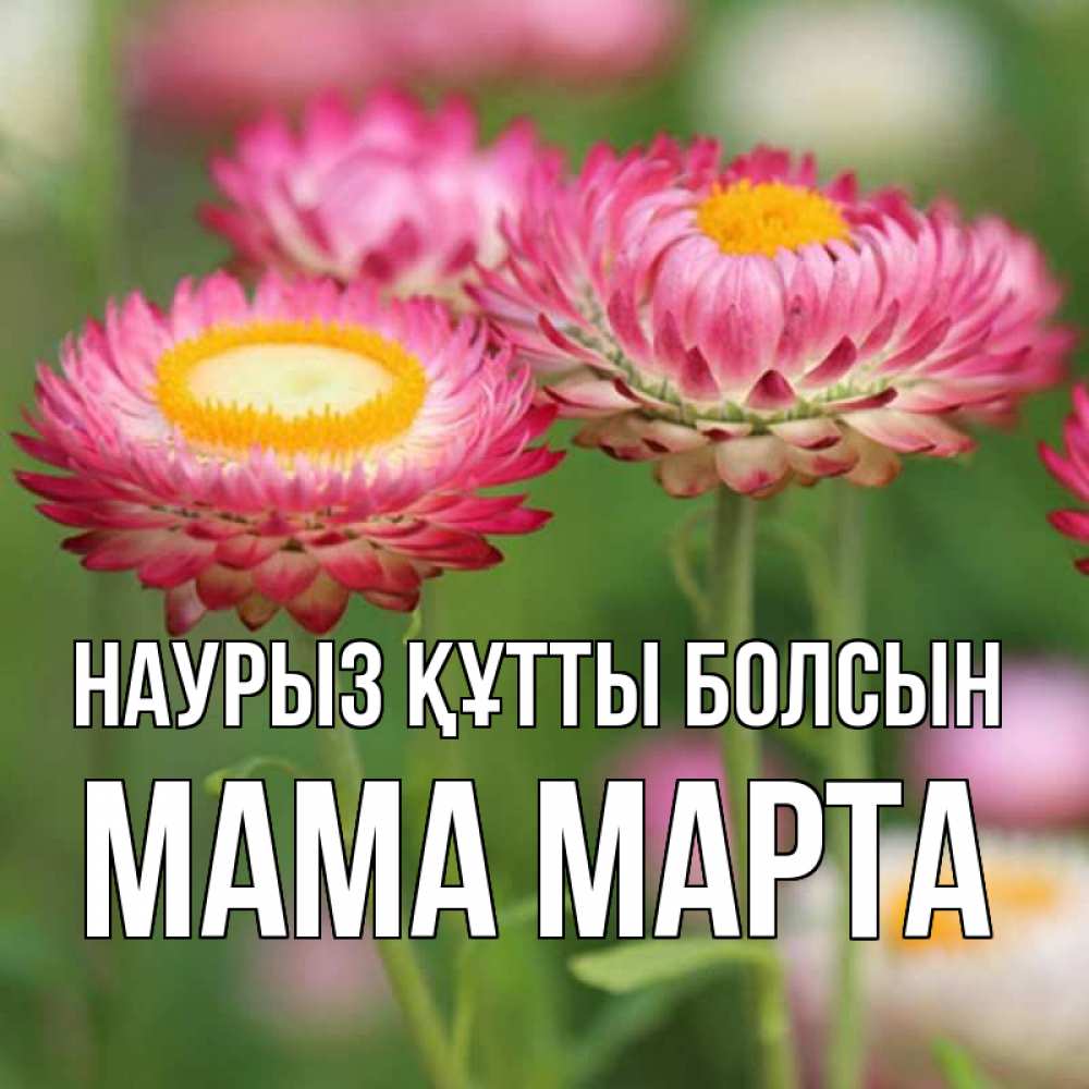 Открытка на каждый день с именем, Мама-Марта Наурыз құтты болсын подарок на международный женский день Прикольная открытка с пожеланием онлайн скачать бесплатно 