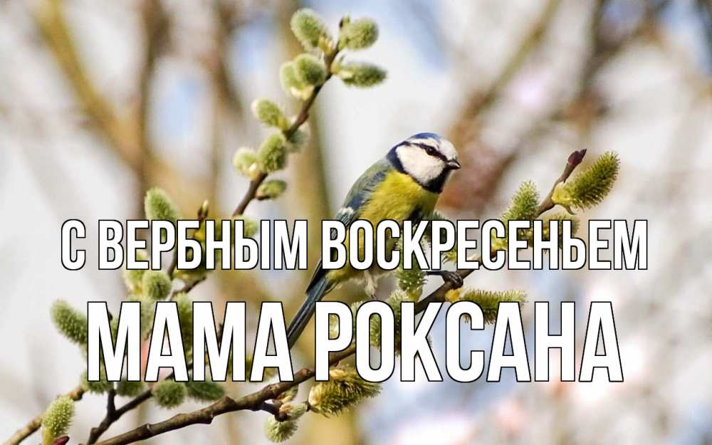 Открытка на каждый день с именем, Мама-Роксана С вербным воскресеньем верба Прикольная открытка с пожеланием онлайн скачать бесплатно 