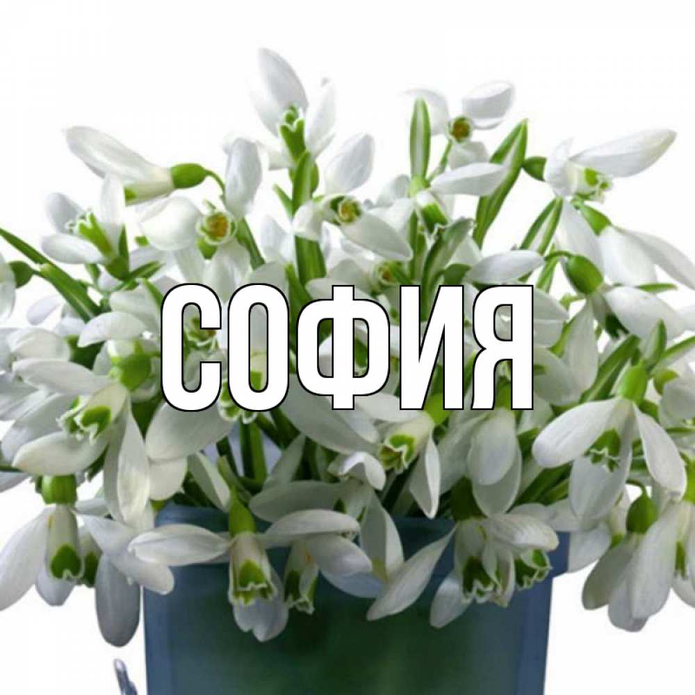 Открытка на каждый день с именем, София Главная цветы к международному женскому дню Прикольная открытка с пожеланием онлайн скачать бесплатно 