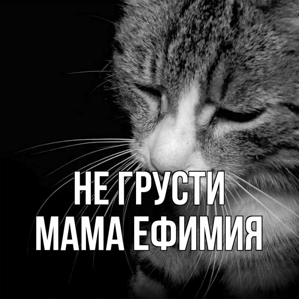 Открытка на каждый день с именем, Мама-Ефимия Не грусти грустный котик Прикольная открытка с пожеланием онлайн скачать бесплатно 
