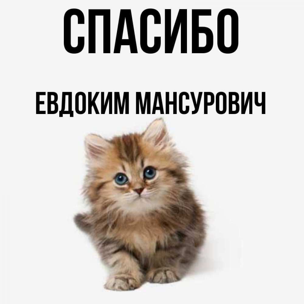 Нет спасибо алис. Спасибо Алиса. Спасибо Анастасия картинки. Спасибо Алиса покажи котиков. Спасибо Алиса ты умная.