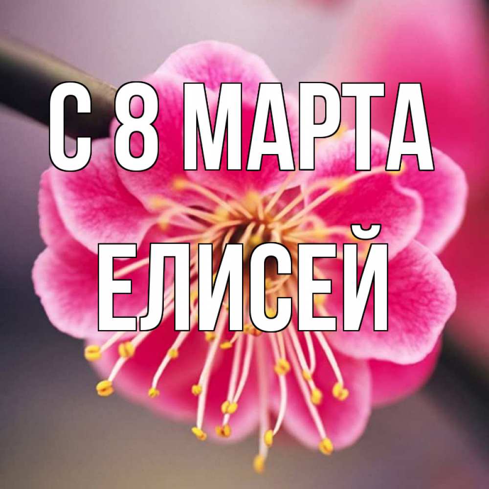 Открытка на каждый день с именем, Елисей С 8 МАРТА цветы Прикольная открытка с пожеланием онлайн скачать бесплатно 
