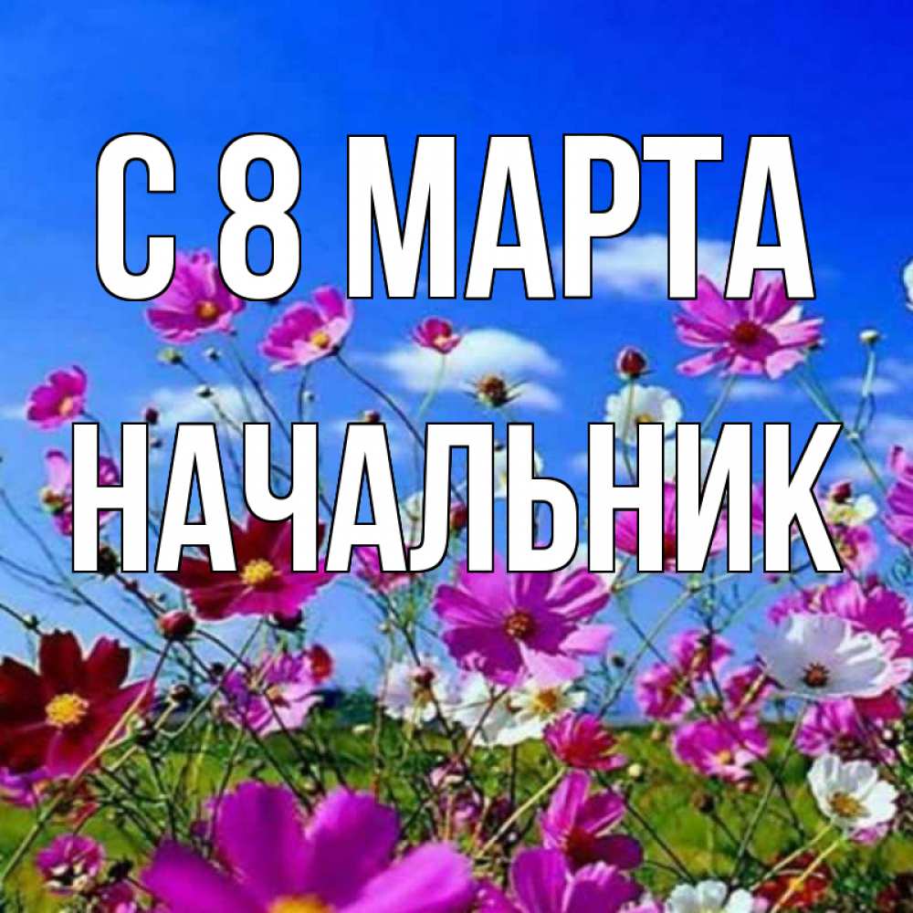 Открытка на каждый день с именем, Начальник С 8 МАРТА цветы Прикольная открытка с пожеланием онлайн скачать бесплатно 