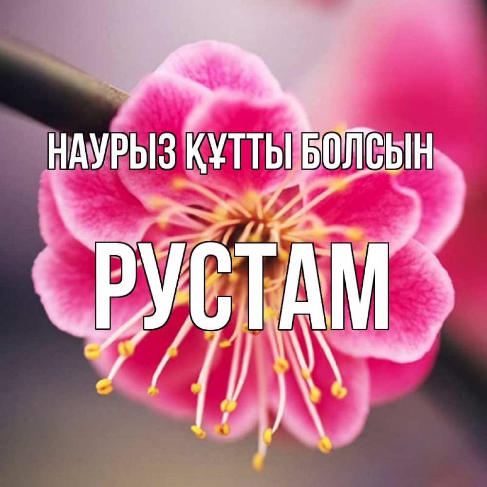 Открытка на каждый день с именем, Рустам Наурыз құтты болсын цветы Прикольная открытка с пожеланием онлайн скачать бесплатно 