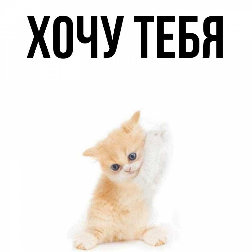 Открытка на каждый день с именем, Хочу-тебя Главная зверушки и милота Прикольная открытка с пожеланием онлайн скачать бесплатно 