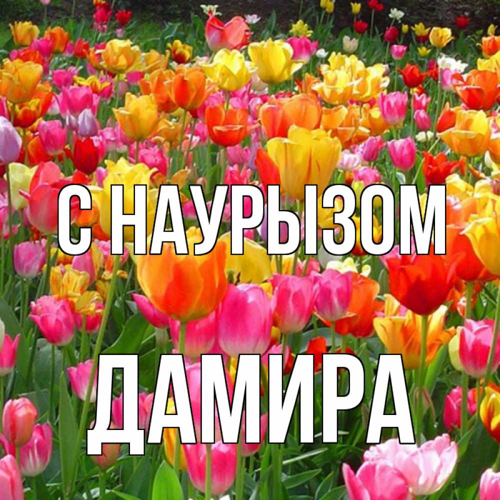 Открытка на каждый день с именем, Дамира С наурызом праздник весны наурыз 4 Прикольная открытка с пожеланием онлайн скачать бесплатно 