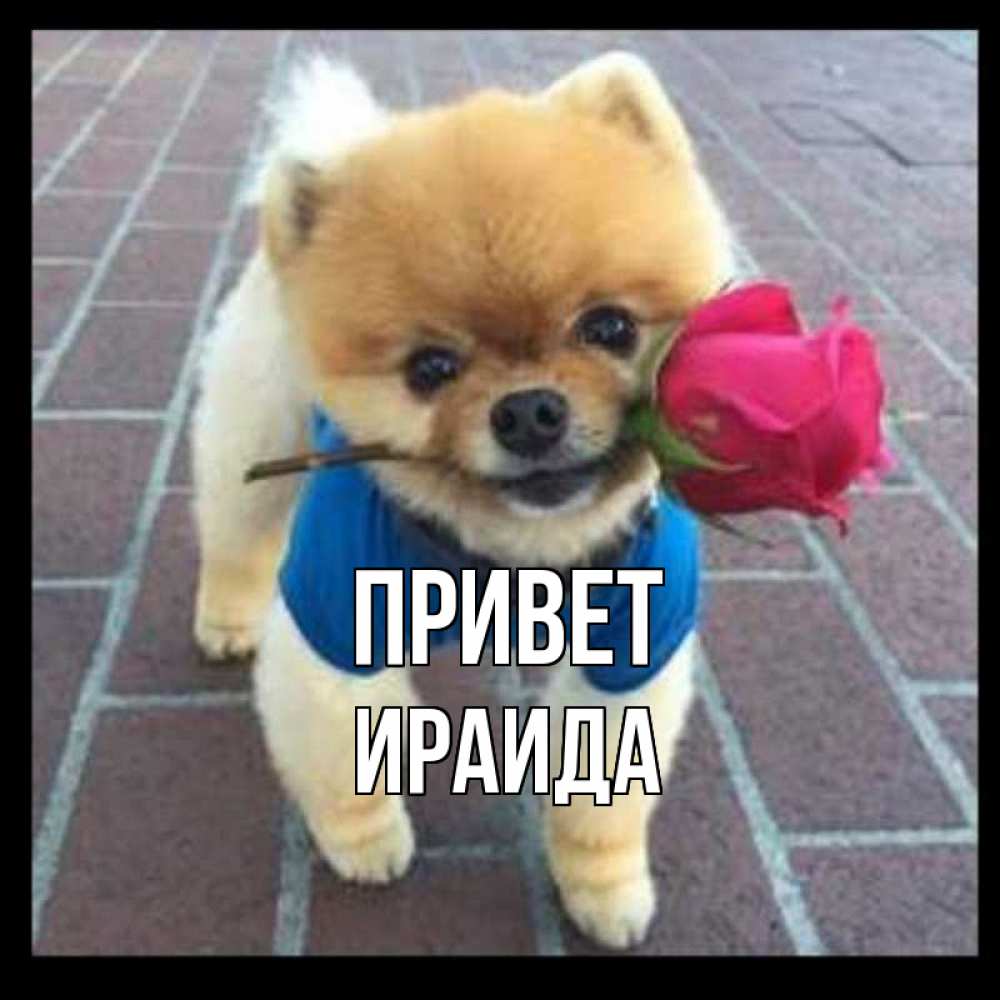 Открытка на каждый день с именем, Ираида Привет роза в зубах у собаки Прикольная открытка с пожеланием онлайн скачать бесплатно 