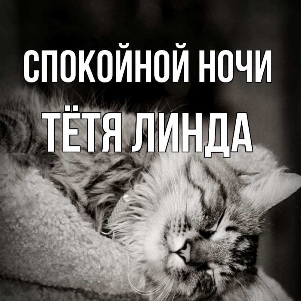 Открытка на каждый день с именем, Тётя-Линда Спокойной ночи котярик пушистый Прикольная открытка с пожеланием онлайн скачать бесплатно 